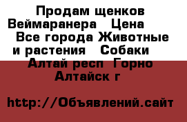 Продам щенков Веймаранера › Цена ­ 30 - Все города Животные и растения » Собаки   . Алтай респ.,Горно-Алтайск г.